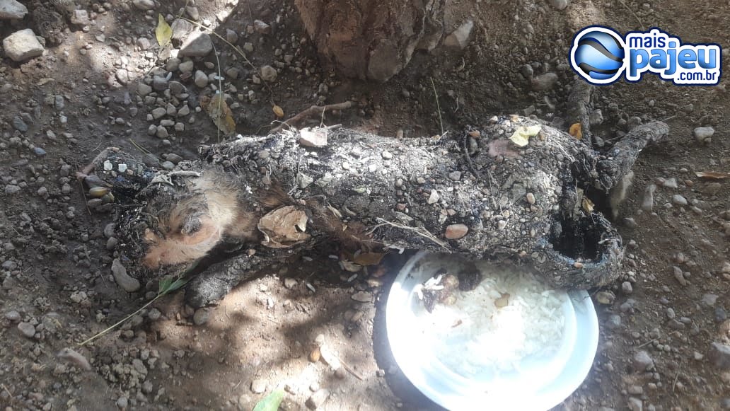 Em Afogados, moradores revoltados após gato morrer coberto de piche