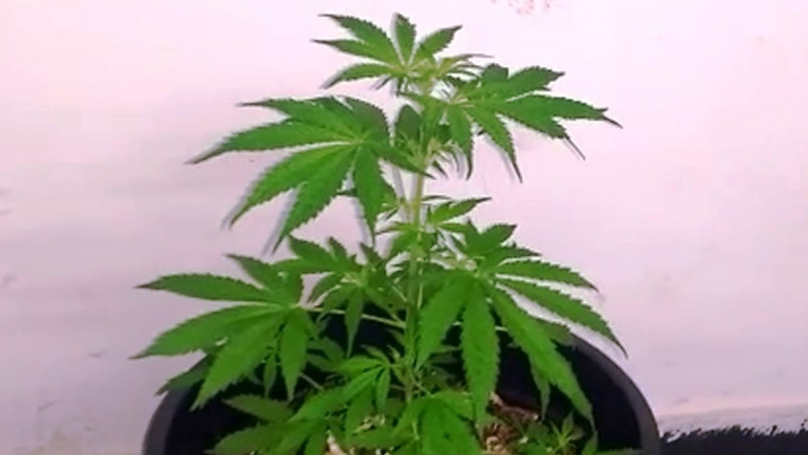 Jovem é detido em Serra Talhada por cultivar seis pés de maconha no quintal