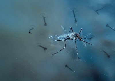 Salgueiro, Afogados, Brejinho, Carnaíba e Tabira em risco de surto de dengue, diz Secretaria de Saúde