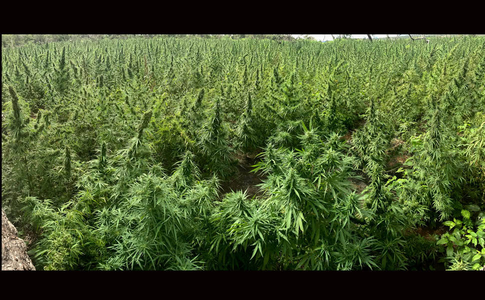 Polícias Militar e Federal prendem traficantes de drogas e acusados de homicídio em Serra Talhada