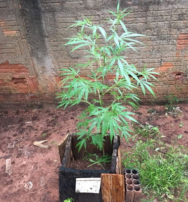 Pé de maconha de um metro é cultivado em rua de Serra Talhada