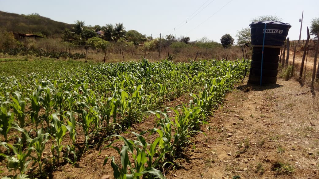 Kit’s de irrigação distribuídos durante a Expoagro começam a gerar primeiros frutos