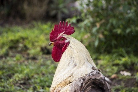Mulher morre de hemorragia após ser atacada por galo