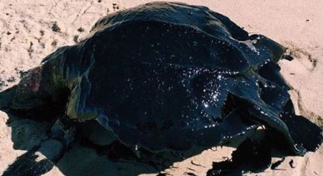 Petróleo encontrado nas praias do Nordeste não é brasileiro, diz Ibama