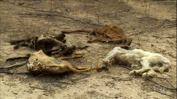 Morte de cabras e ovelhas intriga criadores no Sertão de Pernambuco