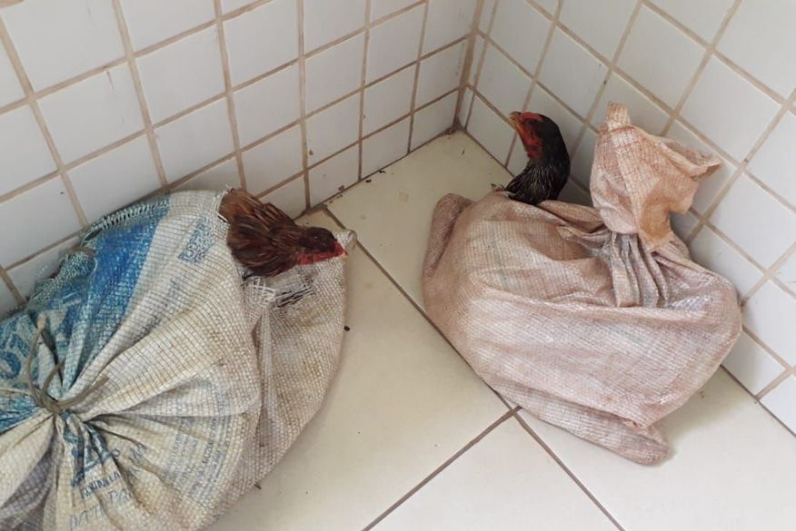 Suspeito de roubar galinhas é baleado na Paraíba