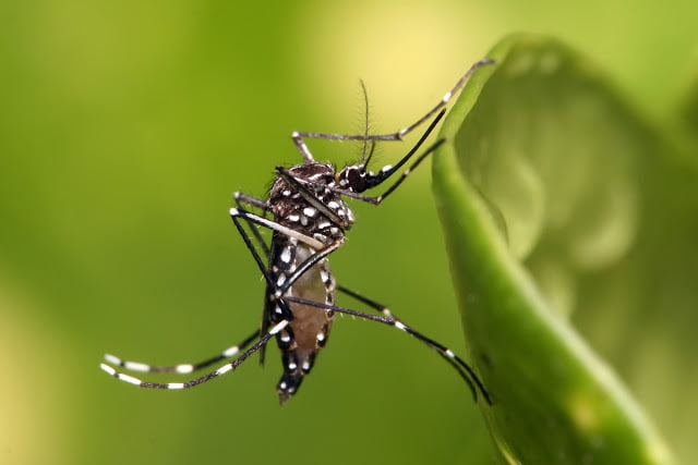 Primeiro caso de dengue com transmissão sexual é confirmado na Espanha