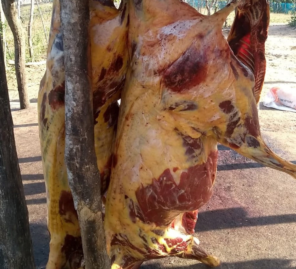 Carne de cavalo que seria vendida em feiras públicas é apreendida