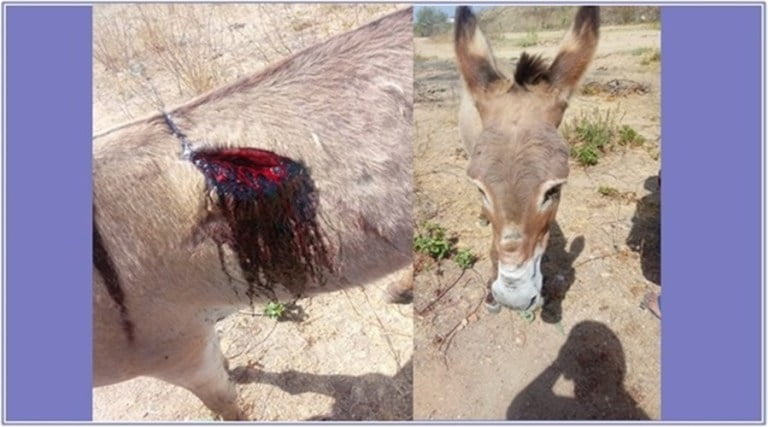 Jumento é esfaqueado e choca moradores em Patos
