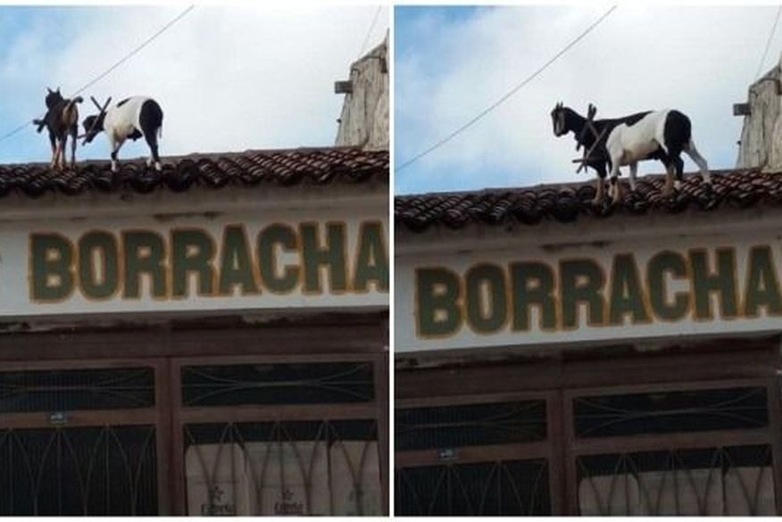 Animais são flagrados andando em cima de telhado de borracharia no Sertão