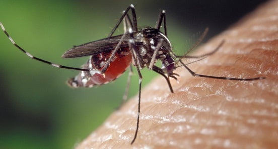 Pernambuco tem aumento de 161% nos casos suspeitos de dengue, zika e chicungunha em 2019