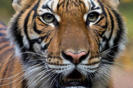 Tigresa testa positivo para covid-19 em zoológico de Nova York