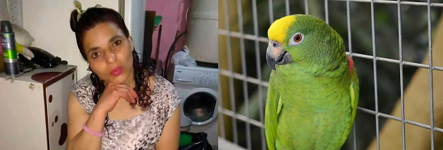 Papagaio repete as últimas palavras de mulher assassinada e é usado como prova do crime
