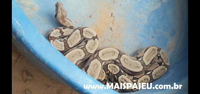 Jiboia é capturada por moradores na zona rural de Afogados; veja vídeo