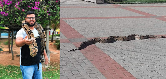 Cobras na praça de Afogados! Conheça história, jovem que cria cobra e dragão barbudo e confira fotos
