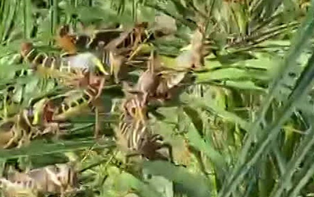 Gafanhotos invadem condomínio na Zona da Mata de Pernambuco