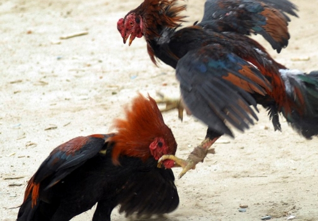 Polícia Militar descobre rinha de galo e aglomeração com cerca de 200 pessoas em Arcoverde