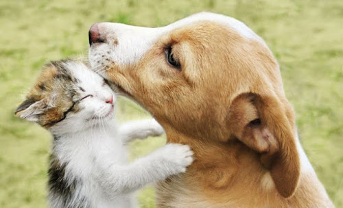 Senado votará aumento de pena para quem ferir cães e gatos na próxima terça-feira
