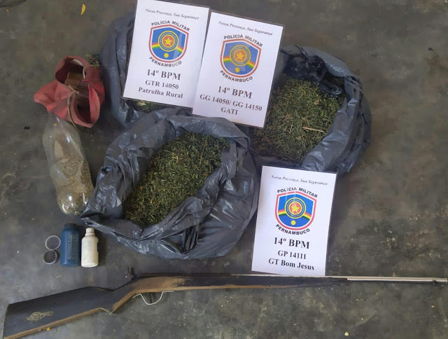 Roça de maconha é achada pela polícia na zona rural de Flores