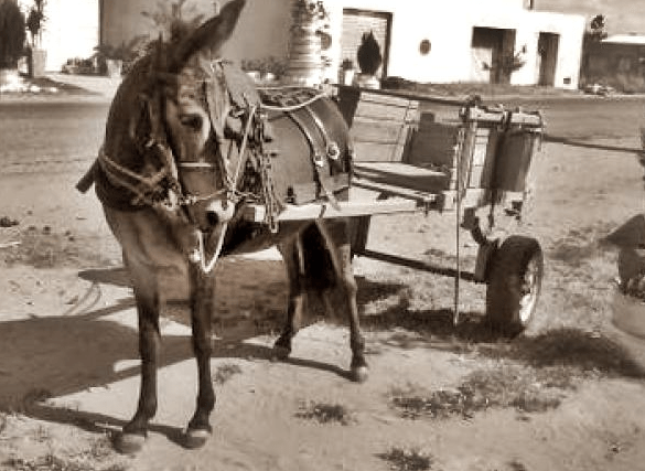 Ladrões arrombam e furtam estabelecimento em Serra Talhada e fogem em carroça de burro