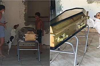 Cachorro chora e permanece ao lado de caixão durante velório de dona
