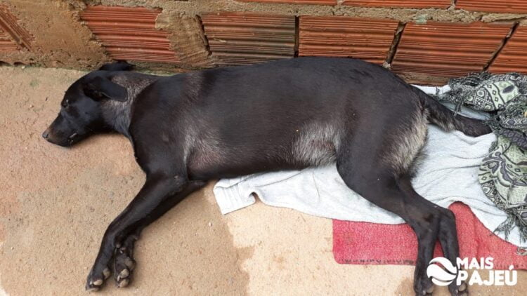 Afogados: cachorro é atropelado e moradores pedem ajuda para tratamento do mesmo