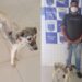 Afogados: polícia resgata cachorro que sofria maus tratos e conduz dona a delegacia