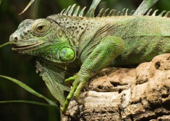 Iguana é capturada em bairro de Serra Talhada