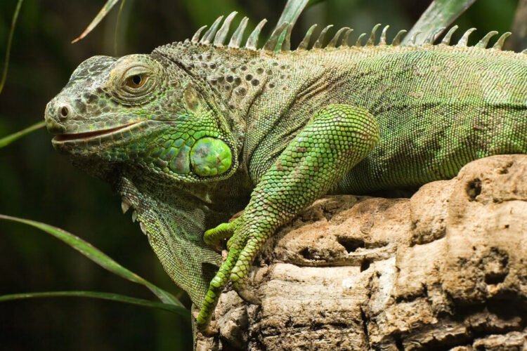 Iguana é capturada em bairro de Serra Talhada
