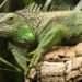 Iguana é capturada em bairro de Serra Talhada