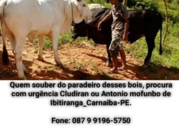 Dono procura por bois roubados nas proximidades de Ibitiranga