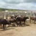Adagro suspende feiras agropecuárias e vaquejadas em Pernambuco