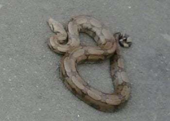 Serpente é encontrada em cortina em Afogados e dentro de esgoto em bairro de Serra Talhada