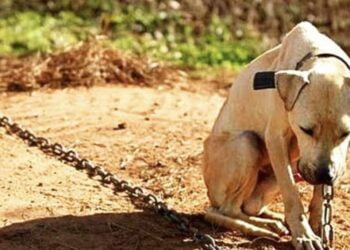 9 animais, sendo 7 filhotes, encontrados em estado de maus tratos em Serra Talhada