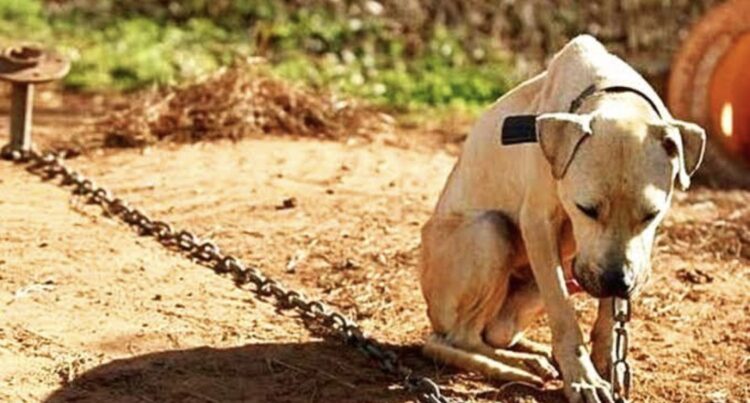 9 animais, sendo 7 filhotes, encontrados em estado de maus tratos em Serra Talhada