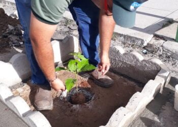 Na semana do meio ambiente, Prefeitura de SJE inicia projeto “Minha Cidade arborizada”