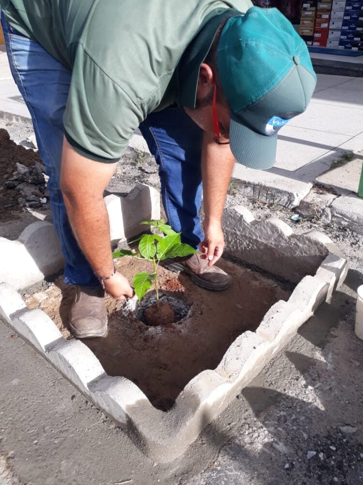 Na semana do meio ambiente, Prefeitura de SJE inicia projeto “Minha Cidade arborizada”
