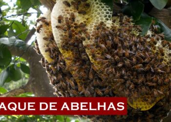 Homem é atacado por abelhas em São José do Egito