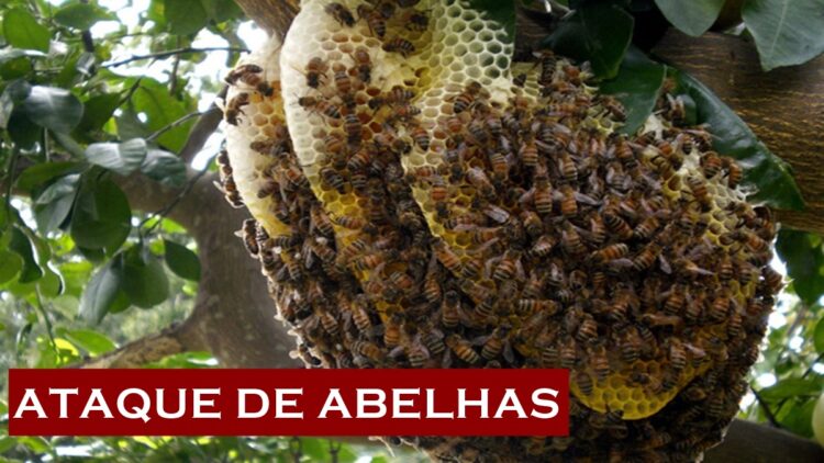 Homem é atacado por abelhas em São José do Egito