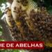 Homem é atacado por abelhas em São José do Egito