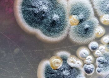 Pernambuco registra caso de fungo negro em paciente que teve Covid-19