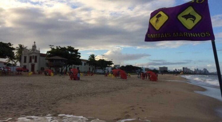 Mais um ataque de tubarão é registrado no Grande Recife