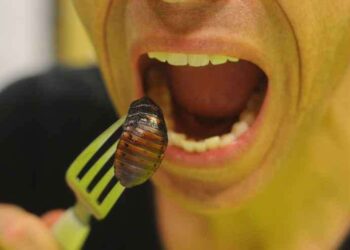 Vai uma baratinha aí? Você comeria insetos? Saiba que eles são bem nutritivos