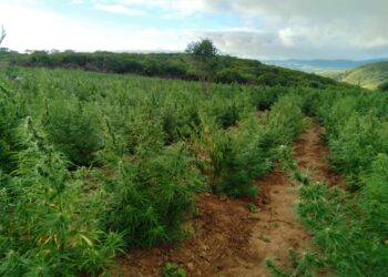 Polícia divulga detalhes de apreensão de 750 mil pés de maconha na região