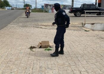 Guarda retira enxame de abelhas que estavam atacando pessoas em Tabira