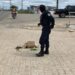 Guarda retira enxame de abelhas que estavam atacando pessoas em Tabira