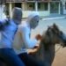 Dois bandidos em um cavalo roubam bicicleta em Arcoverde