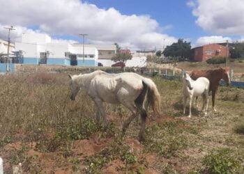Animais soltos em vias públicas estão sendo apreendidos em São José do Egito