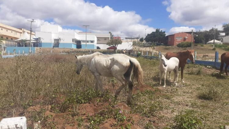 Animais soltos em vias públicas estão sendo apreendidos em São José do Egito