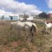 Animais soltos em vias públicas estão sendo apreendidos em São José do Egito